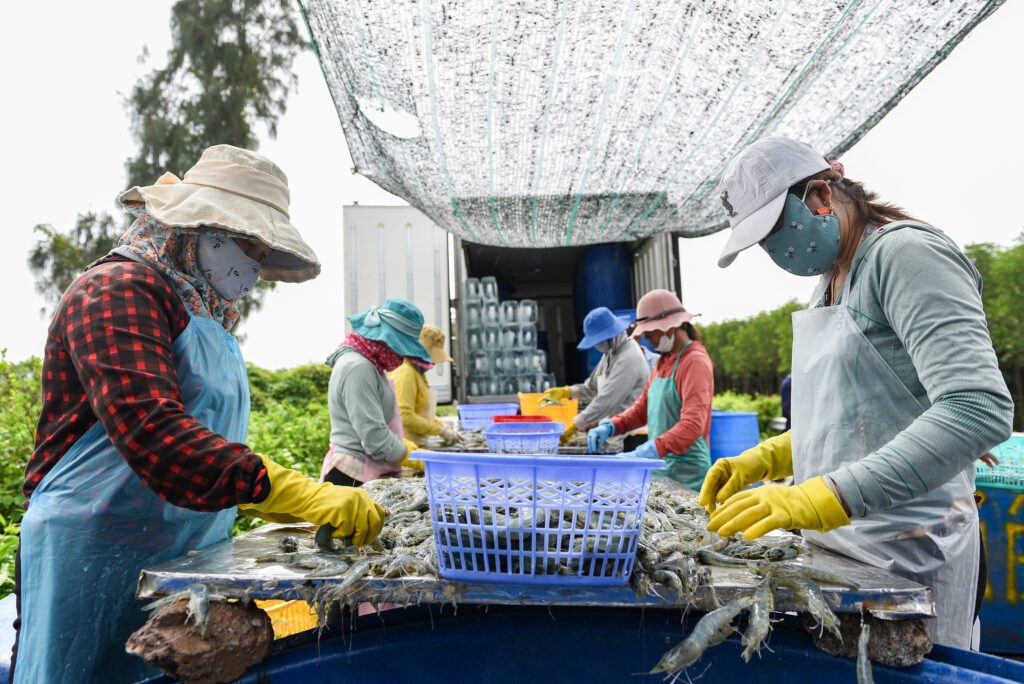 ThanhHue_Vietnam_20230619_ShrimpOnRice_003. © Thanh Hue, Cà Mau, Vietnam, 2023.